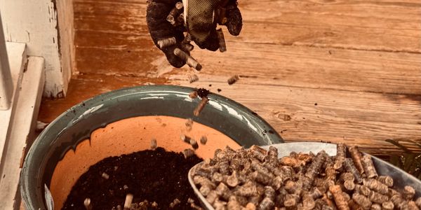 A gloved hand dropping pellets into a pot filled with soil.