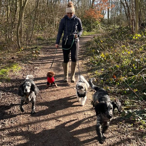 Woman walking four dogs on a forest trail.