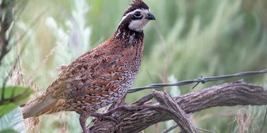 A Quail sitting on the wood