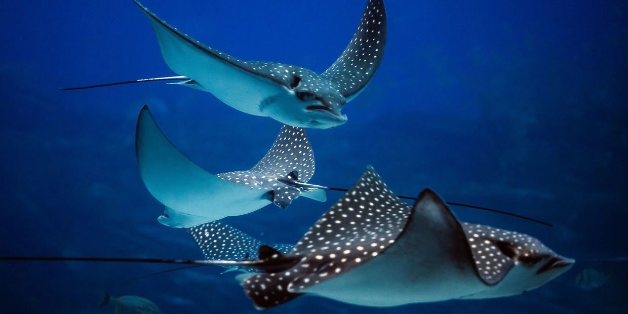 Stingrays