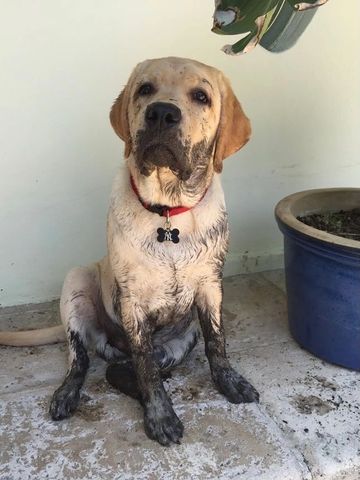 Muddy Dog Paws: 15 Easy Hacks to Stop Dog Tracks - Happy-Go-Doodle®