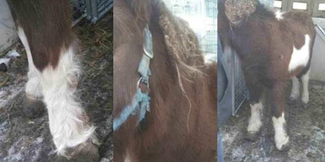 Cece - when she was rescued.