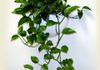 Pothos