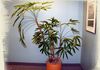 Raphis Palm