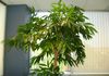 Ficus Nuda