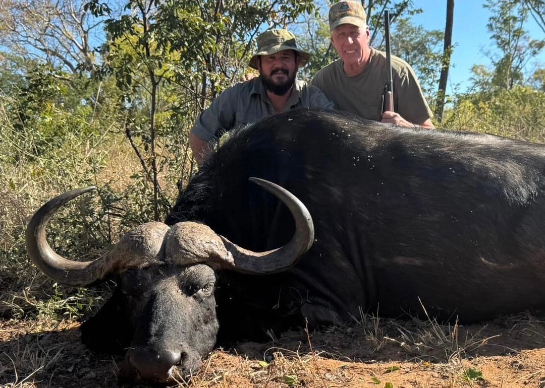 South African Cape Buffalo on WWHO hunt.