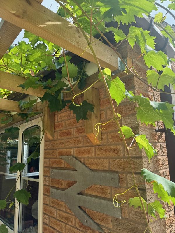 Custom Pergola/Vine support in Hillmorton CV21