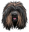 Poop dog