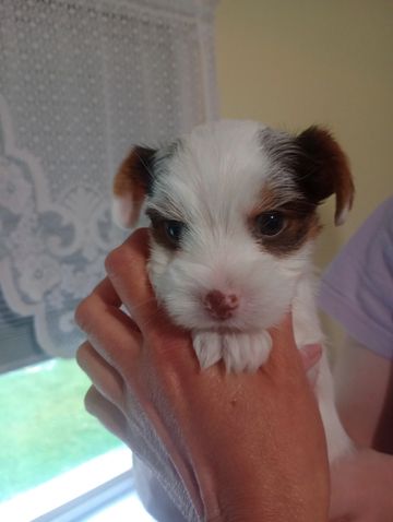 Tiny puppy with white and brown fur held gently in a person's hand.