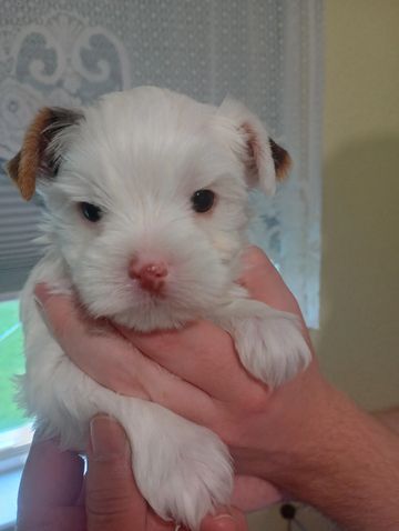 Close-up of an adorable white puppy with brown ear tips.