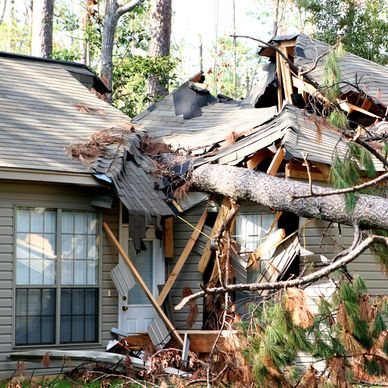 A destroyed home with a tree through the roof after a hurricane or natural disaster