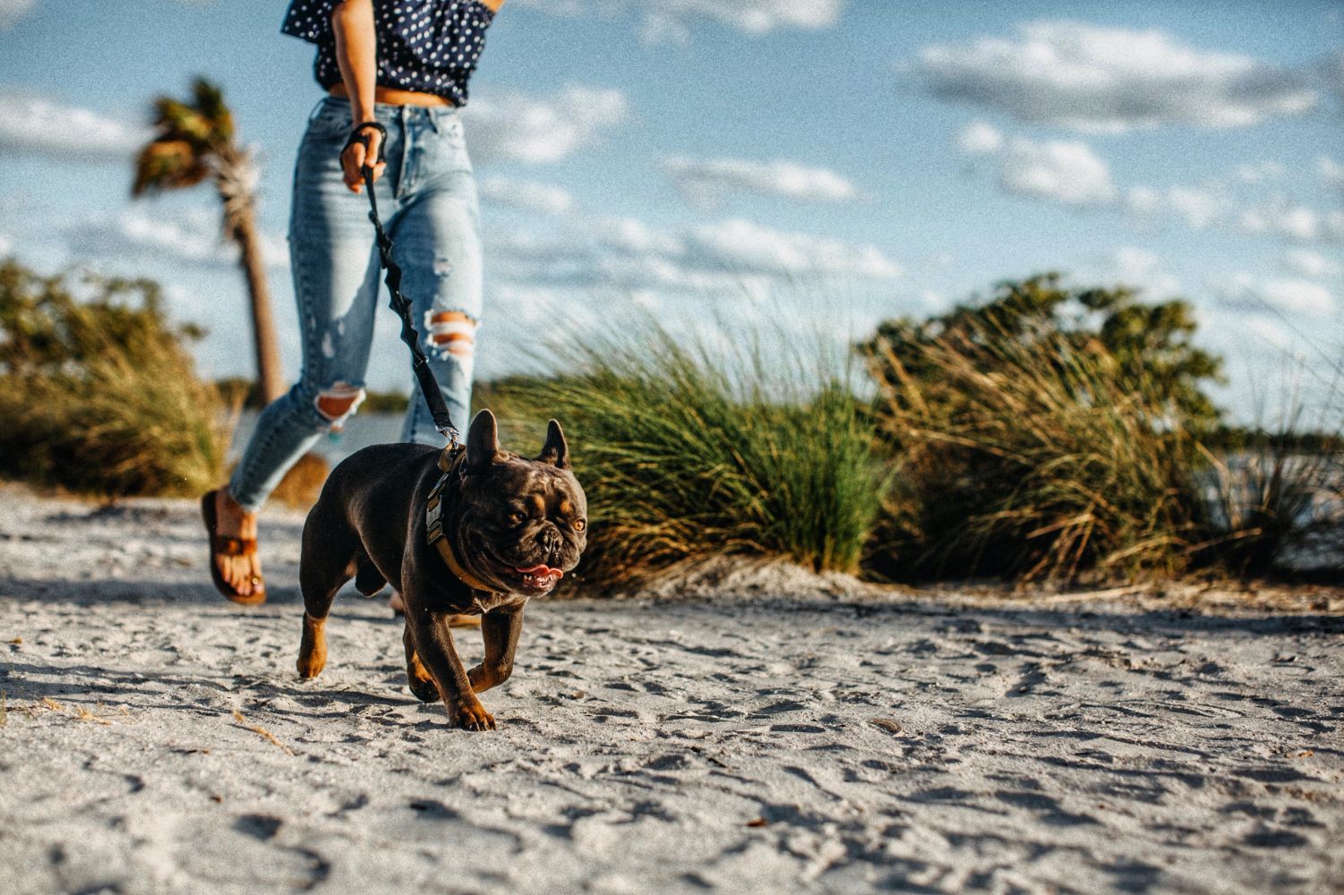 Person walking a happy French Bulldog on a sandy path under a blue sky.