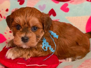 RED HAVANESE PUPPIES, HAVANESE BREEDERS, HAVANESE OHIO,RED HAVAVANESE DOGS,HAVANESE, CUPIDS HAVANESE