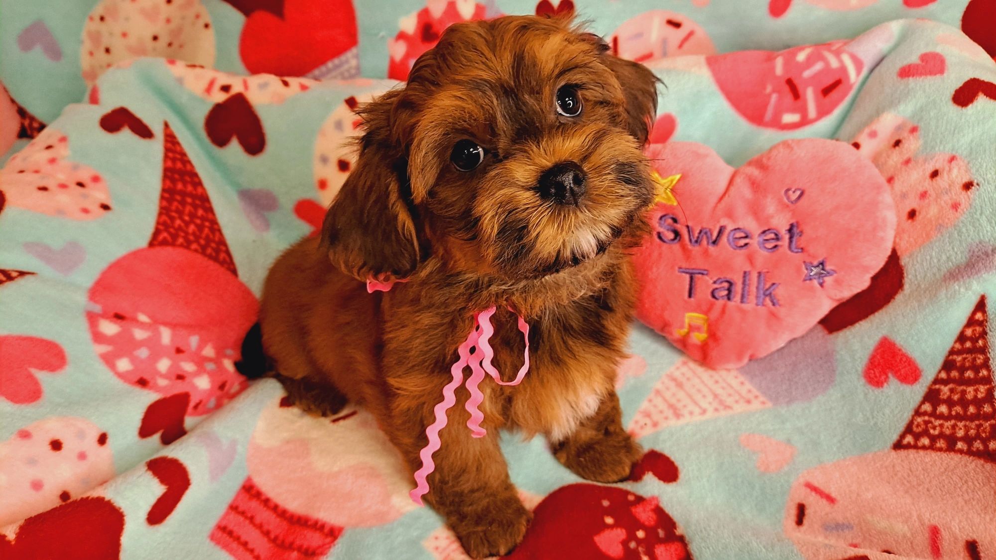 how much do havanese puppies sell for