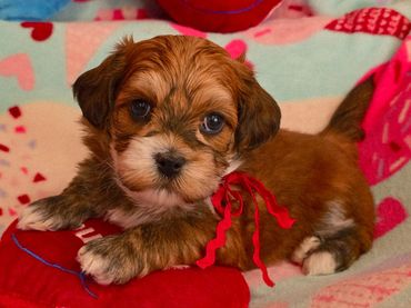 RED HAVANESE PUPPIES, HAVANESE BREEDERS, HAVANESE OHIO,RED HAVAVANESE DOGS,HAVANESE, CUPIDS HAVANESE