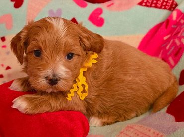 RED HAVANESE PUPPIES, HAVANESE BREEDERS, HAVANESE OHIO,RED HAVAVANESE DOGS,HAVANESE, CUPIDS HAVANESE