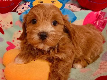 RED HAVANESE PUPPIES,HAVANESE BREEDERS OHIO,  RED HAVAVANESE DOGS,JUBILENT HAVANESE, CUPIDS HAVANESE