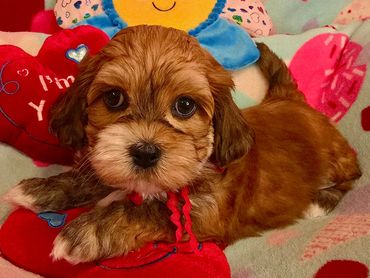 RED HAVANESE PUPPIES,HAVANESE BREEDERS OHIO,  RED HAVAVANESE DOGS,JUBILENT HAVANESE, CUPIDS HAVANESE
