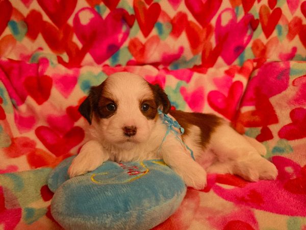 CUPIDS HAVANESE, HAVANESE PUPPIES, HAVANESE OHIO, RED HAVANESE, just jubilant havanese,haanese puppy