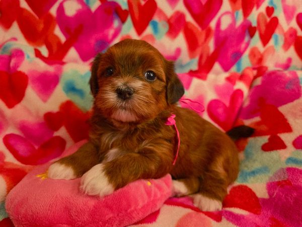 CUPIDS HAVANESE, REDHAVANESE PUPPIES, HAVANESE OHIO, HAVANESE BREDER, RED HAVANESE,HAVANESE NEAR ME 