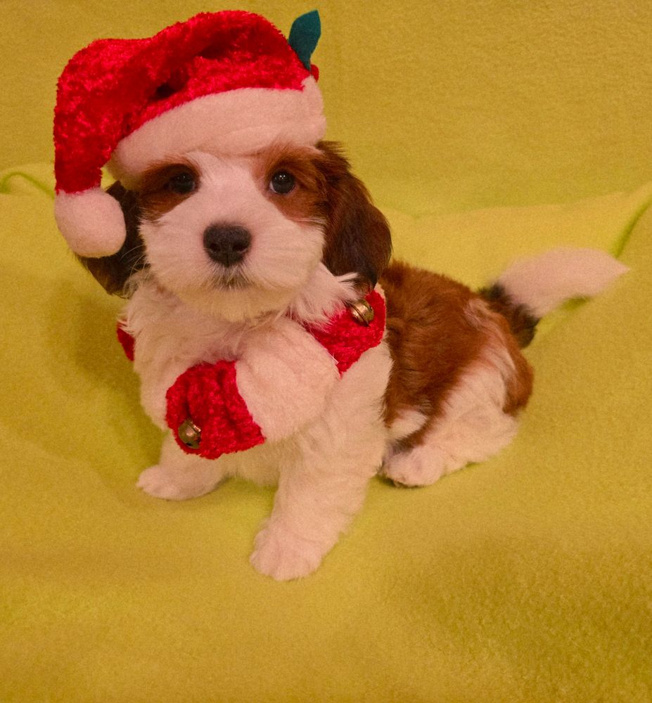 CUPIDS HAVANESE, RED HAVANESE PUPPIES, HAVANESE OHIO, JUBILENT RED HAVANESE,HAVANESE NEAR ME