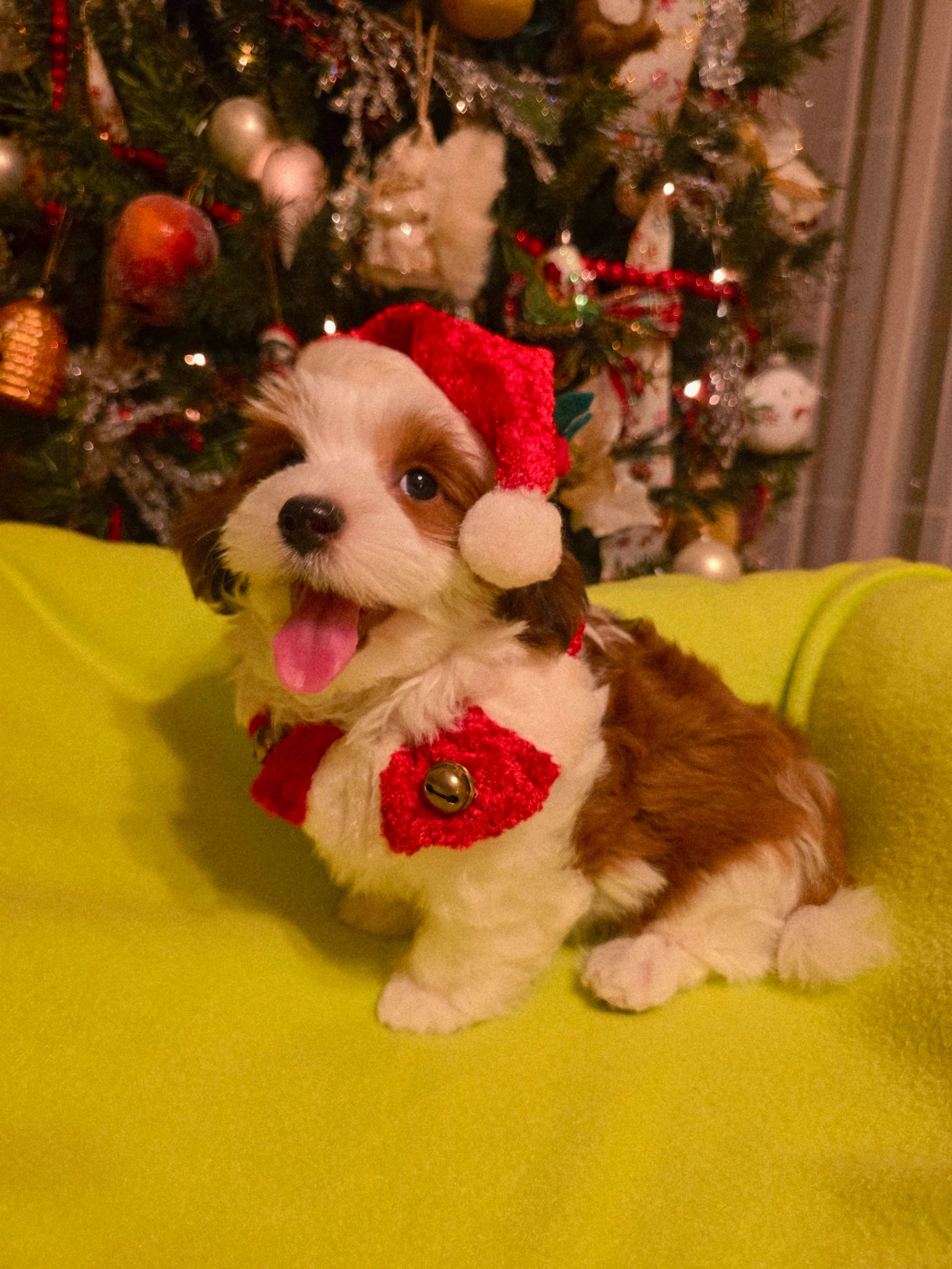 CUPIDS HAVANESE, REDHAVANESE PUPPIES, HAVANESE OHIO, JUBILENT RED HAVANESE,HAVANESE NEAR ME 