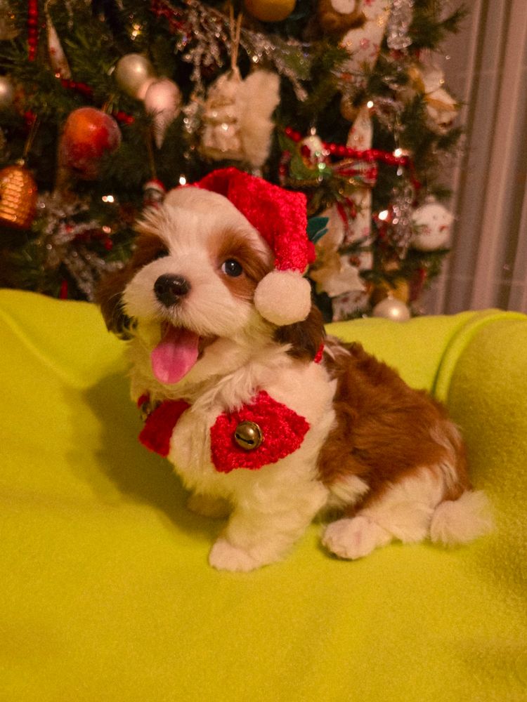 CUPIDS HAVANESE, RED HAVANESE PUPPIES, HAVANESE OHIO, JUBILENT ,HAVANESE NEAR ME,HYPOALLERGENIC DOG 