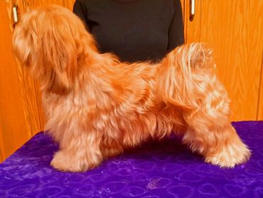 RED HAVANESE, HAVANESE PUPPIES, HAVANESE PUPPY, RED PUPPY HAVANESE, CUPIDS HAVANESE,HAVANESE BREEDER