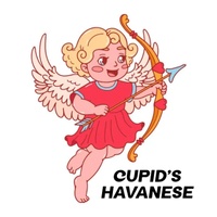 CUPIDS HAVANESE
