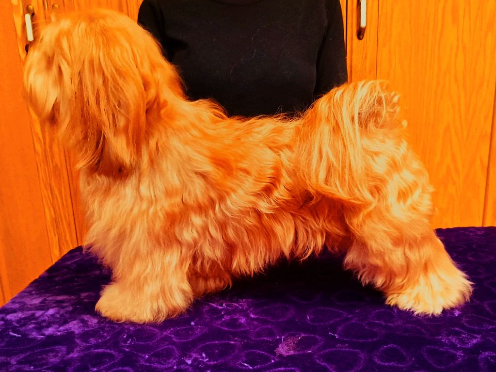 red havanese, cupids havanese, havanese breeder ohio, red havanese pups, havanese puppies,DISNEYLAND