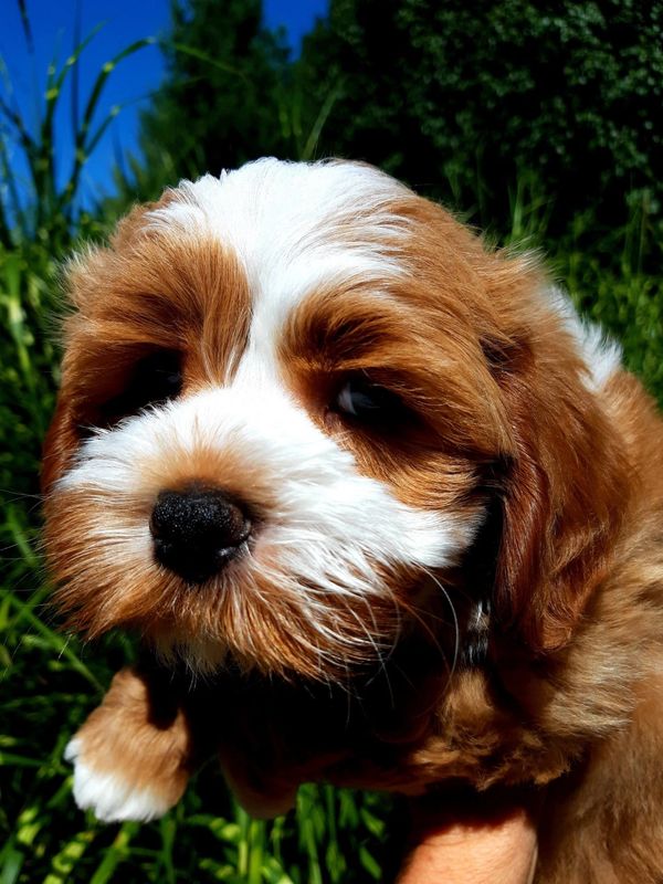 Havanese Puppies Cupids Havanese