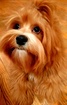 CUPIDS HAVANESE