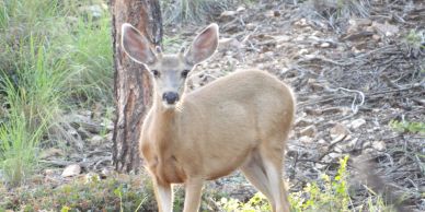 A deer standing in a woodland area.