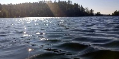 Sunlight sparkling on a lake with trees in the background.
