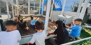 Four children watching chickens in a fenced outdoor area.