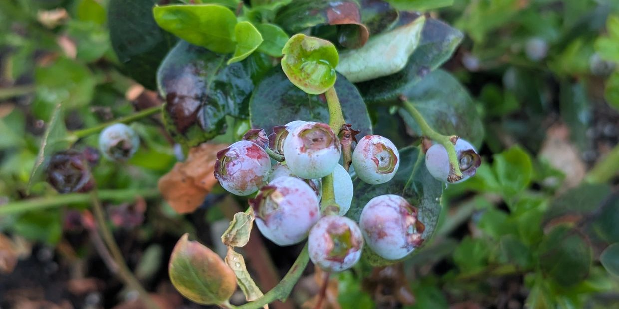 Close-up of unripe blueberries on a leafy bush.