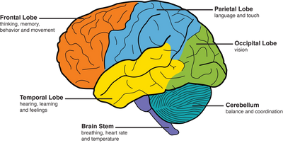 The BRAIN lobes and their purposes