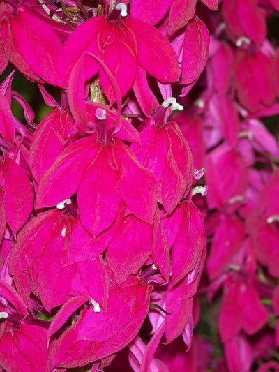 cluster of deep pink flowers of Lobelia cardinalis.