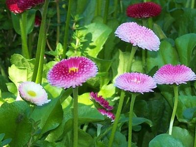 Pink, button shaped flowers of Bellis perennis.