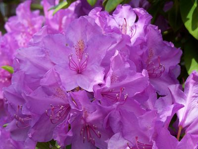 Deep lavender Rhododendron  flowers.