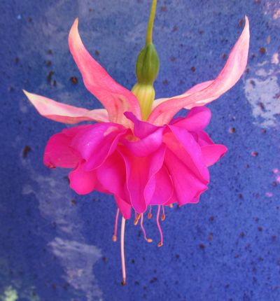 Pink Fuchsia flwoer hanging in front of shiny, blue pot.