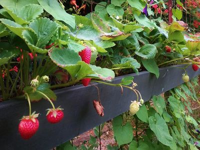 Red Strawberries hanging over their planting box made from metal rain gutter.