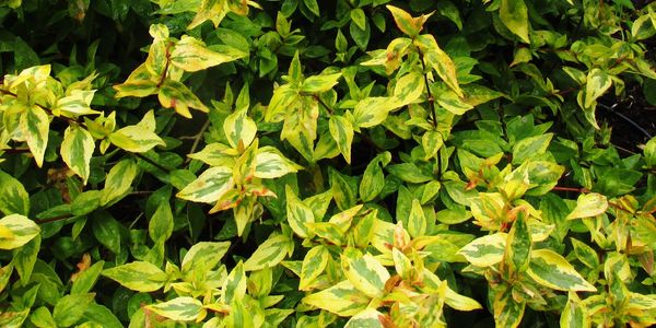 Close up of yellow and green variegated leaves.