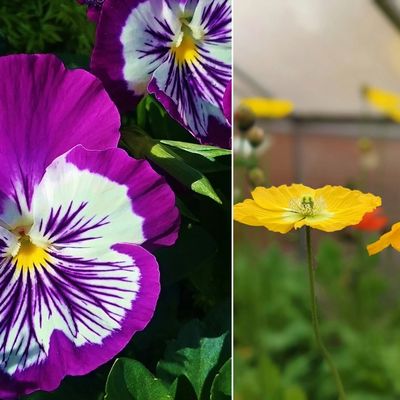 Close up of purple pansy flower with white center and yellow disk shaped flower of Iceland poppy.