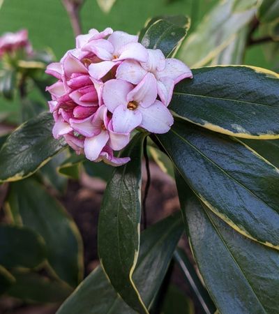 Close up of star shaped flowers of fragrant Daphne.