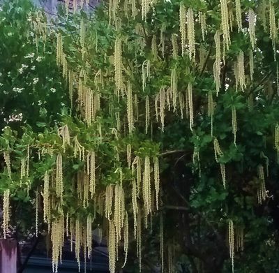 Long, yellow catkins hanging from an evergreen shrub called Garrya elliptica.