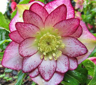 close up of Helleborus 'Peppermint Ice' with deep pink spreakles. 
