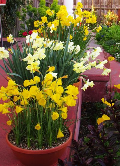 Containers full of yellow and white daffodils. 