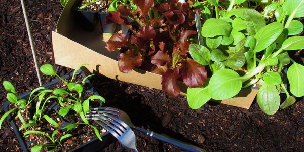 Small veggies plants in six packs with two forks alongside them.