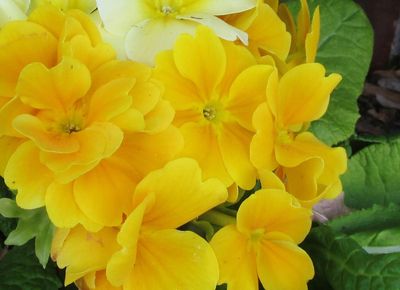 Yellow flowers of Primrose.